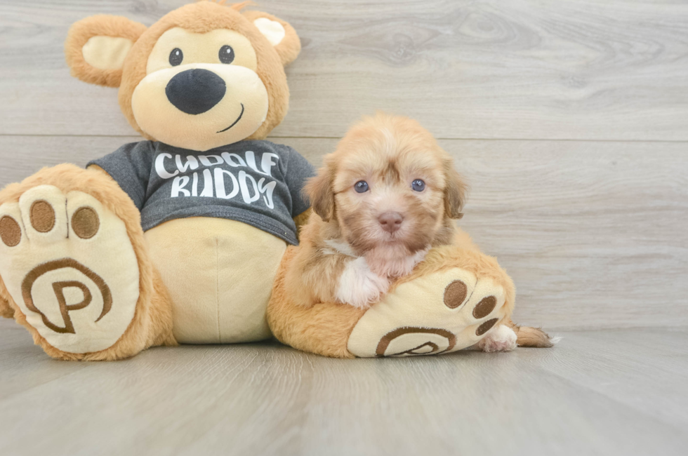 5 week old Havanese Puppy For Sale - Fairfield Furbabies