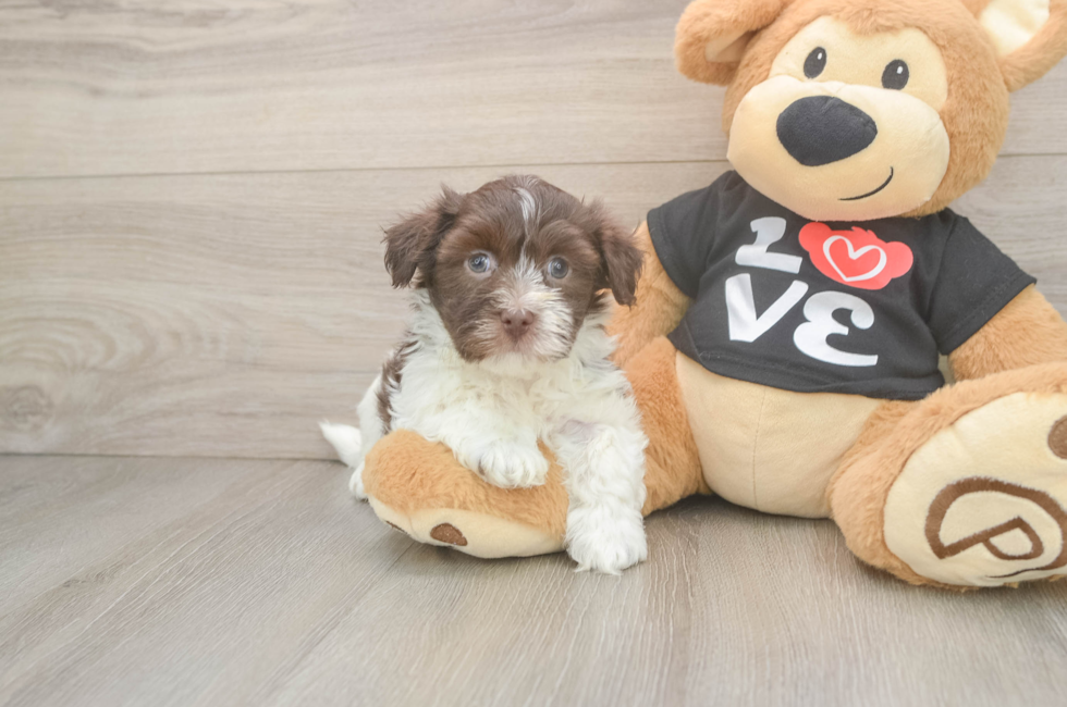 5 week old Havanese Puppy For Sale - Fairfield Furbabies