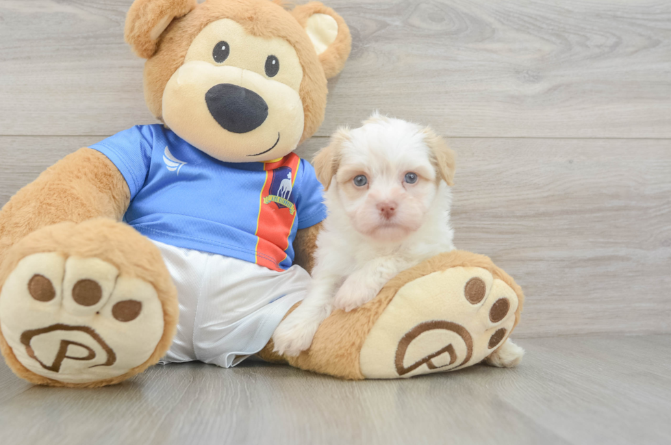 5 week old Havanese Puppy For Sale - Fairfield Furbabies