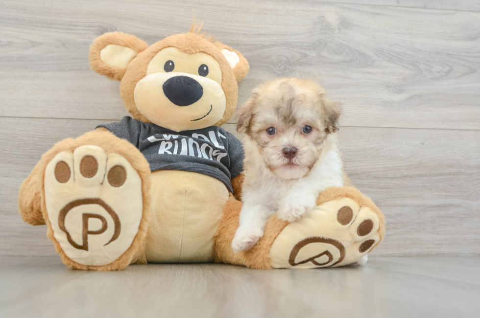 8 week old Havanese Puppy For Sale - Fairfield Furbabies