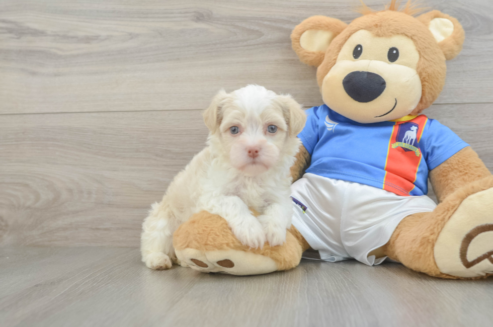 5 week old Havanese Puppy For Sale - Fairfield Furbabies