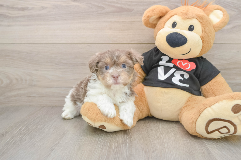 Havanese Puppy for Adoption