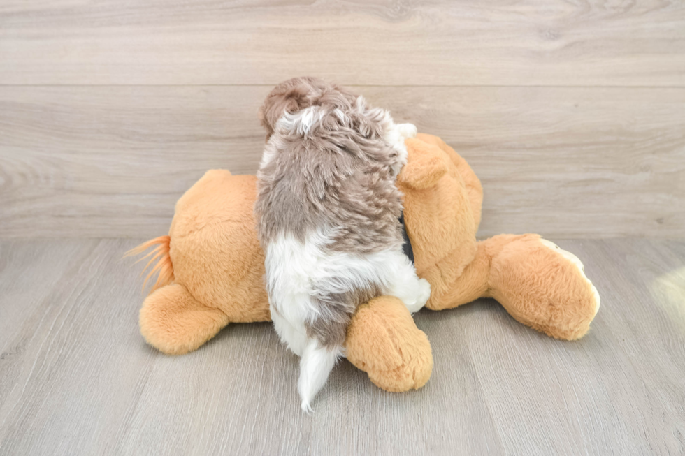 Havanese Puppy for Adoption