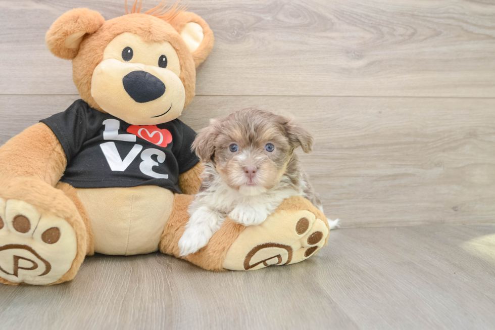 Friendly Havanese Purebred Pup