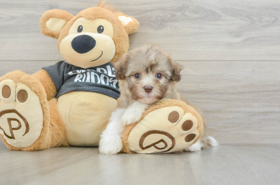 8 week old Havanese Puppy For Sale - Fairfield Furbabies