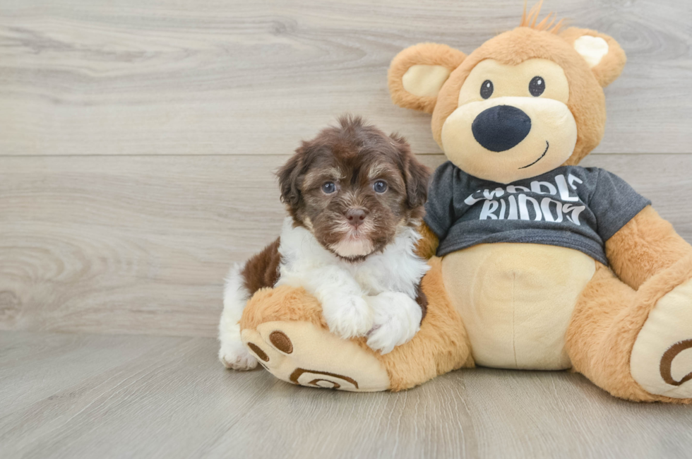8 week old Havanese Puppy For Sale - Fairfield Furbabies