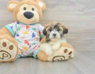 6 week old Havanese Puppy For Sale - Fairfield Furbabies