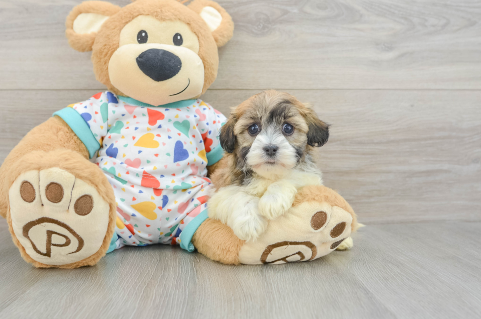 6 week old Havanese Puppy For Sale - Fairfield Furbabies