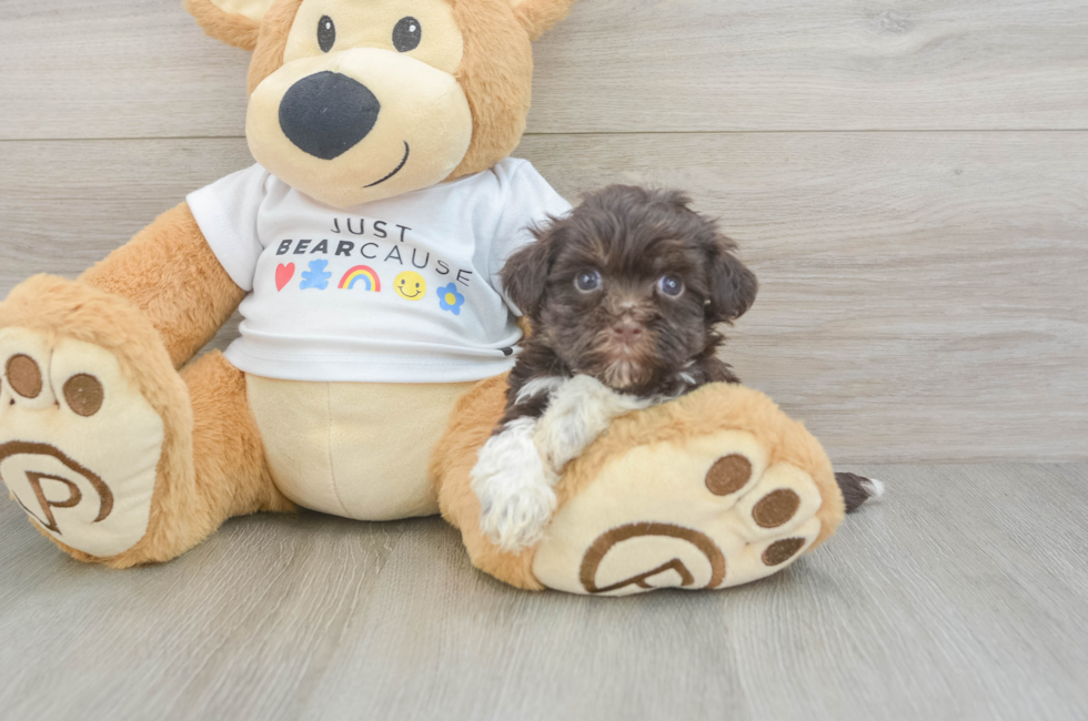 8 week old Havanese Puppy For Sale - Fairfield Furbabies