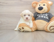 5 week old Havanese Puppy For Sale - Fairfield Furbabies