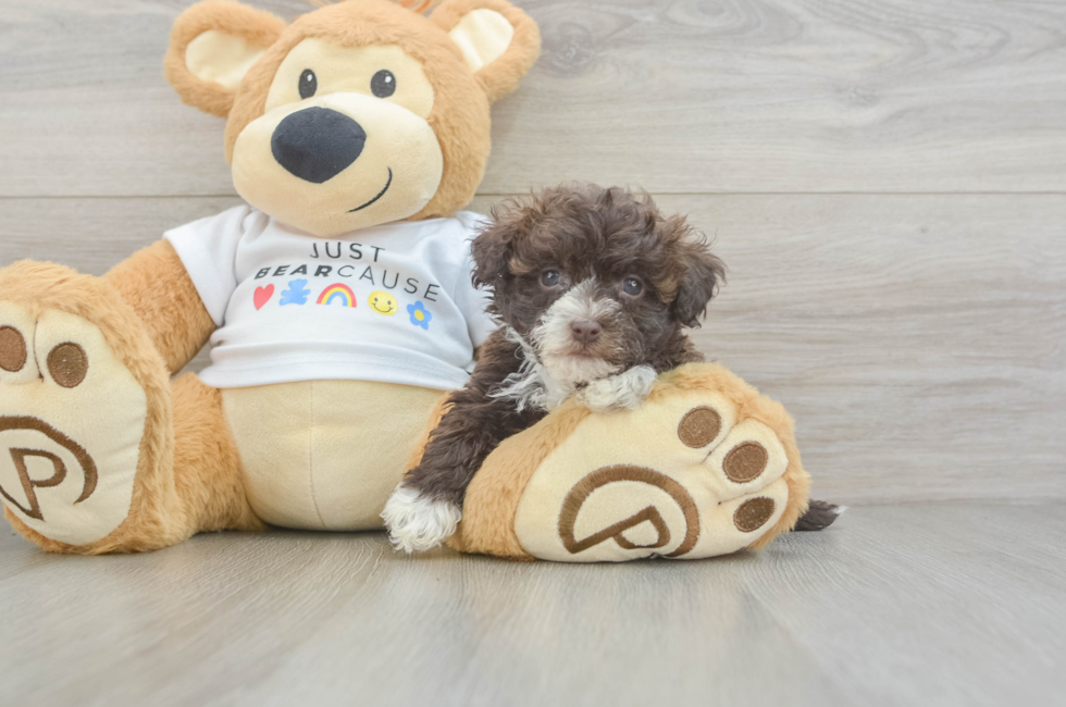 8 week old Havanese Puppy For Sale - Fairfield Furbabies