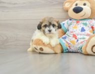 6 week old Havanese Puppy For Sale - Fairfield Furbabies