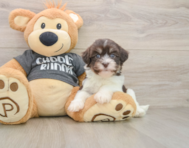 5 week old Havanese Puppy For Sale - Fairfield Furbabies
