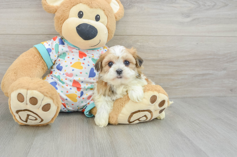 6 week old Havanese Puppy For Sale - Fairfield Furbabies