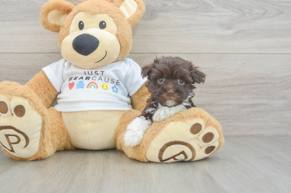 8 week old Havanese Puppy For Sale - Fairfield Furbabies