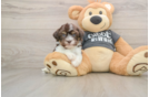 Hypoallergenic Havanese Baby