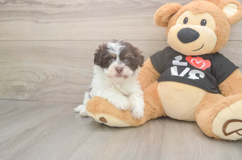 6 week old Havanese Puppy For Sale - Fairfield Furbabies