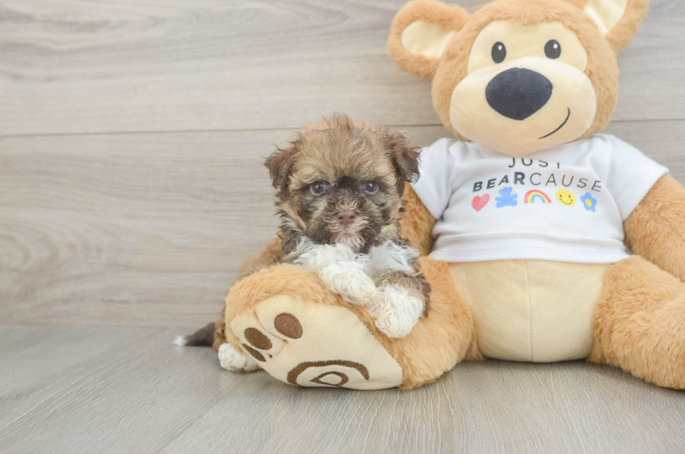 8 week old Havanese Puppy For Sale - Fairfield Furbabies