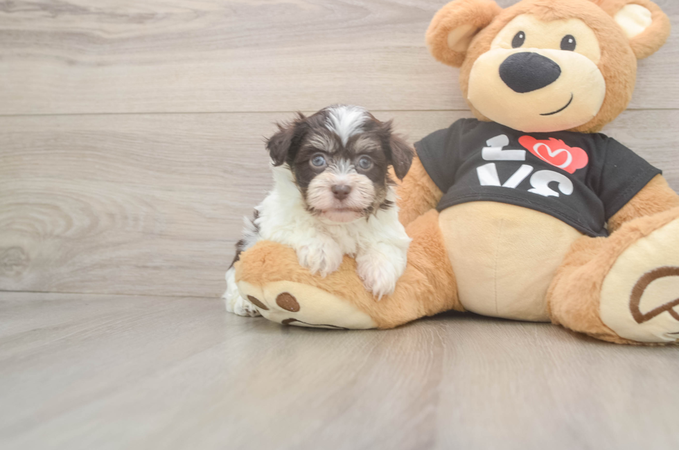 6 week old Havanese Puppy For Sale - Fairfield Furbabies