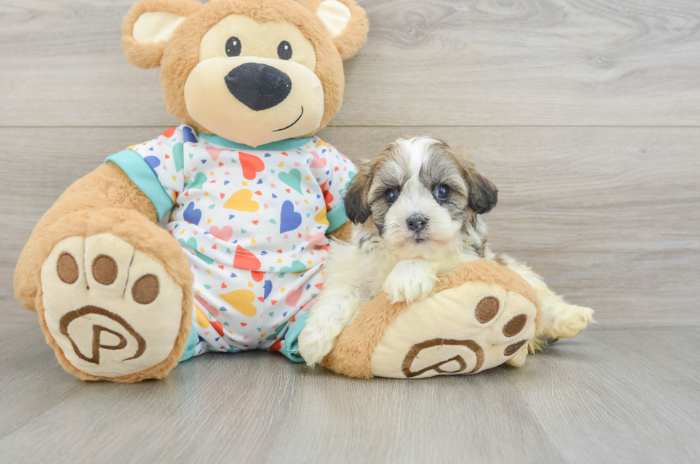 6 week old Havanese Puppy For Sale - Fairfield Furbabies