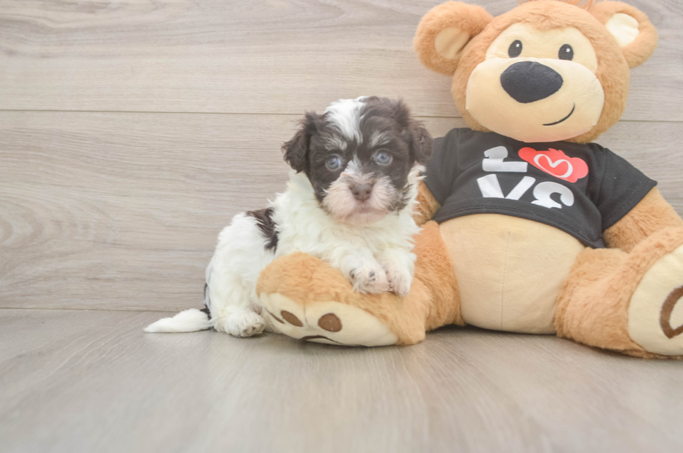 6 week old Havanese Puppy For Sale - Fairfield Furbabies