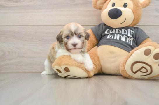 Best Havanese Baby