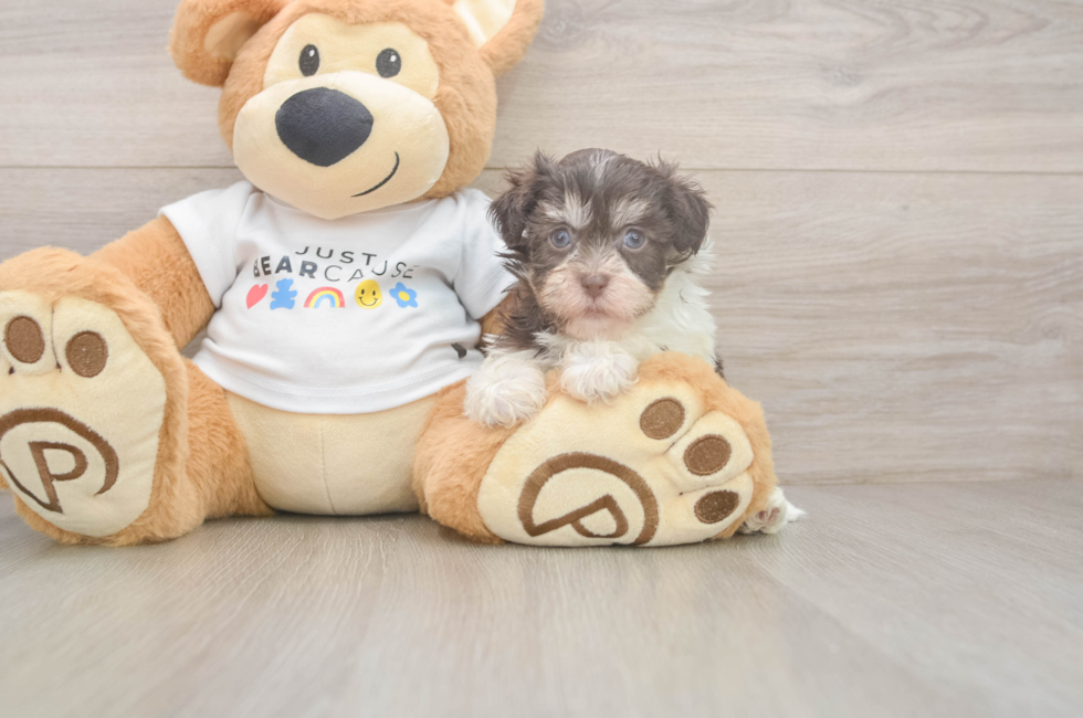 6 week old Havanese Puppy For Sale - Fairfield Furbabies