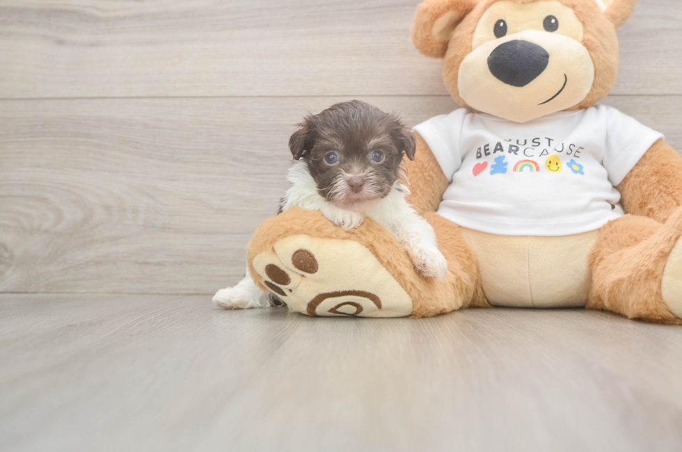 6 week old Havanese Puppy For Sale - Fairfield Furbabies