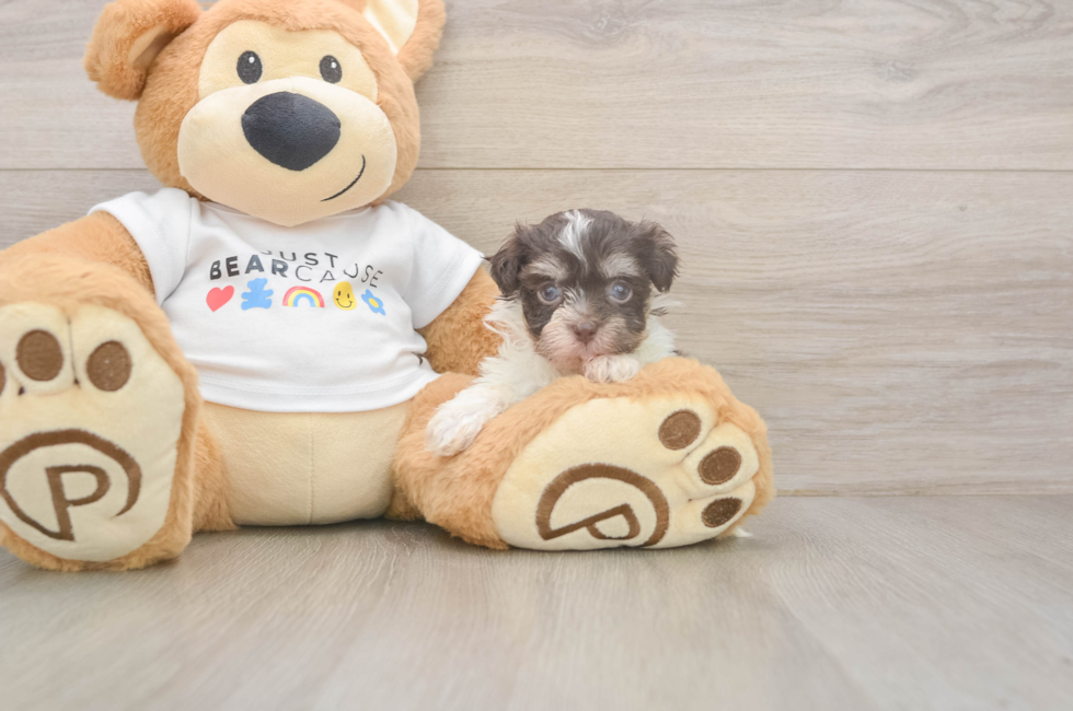 8 week old Havanese Puppy For Sale - Fairfield Furbabies