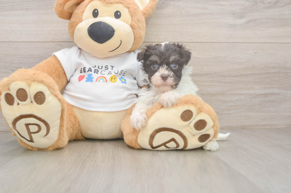 6 week old Havanese Puppy For Sale - Fairfield Furbabies