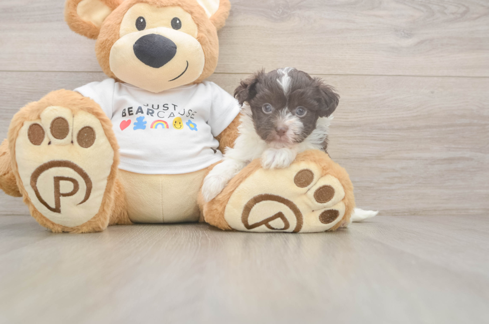 6 week old Havanese Puppy For Sale - Fairfield Furbabies
