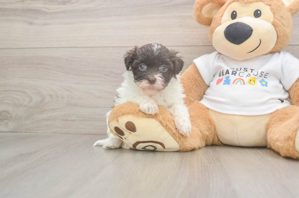 6 week old Havanese Puppy For Sale - Fairfield Furbabies