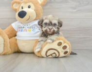 5 week old Havanese Puppy For Sale - Fairfield Furbabies