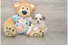 Petite Havanezer Purebred Puppy