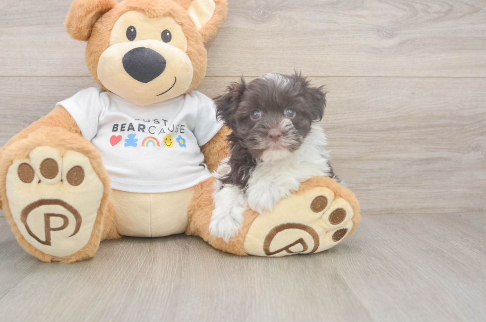 6 week old Havanese Puppy For Sale - Fairfield Furbabies