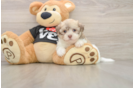Friendly Havanese Purebred Pup