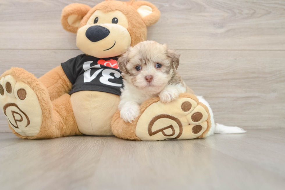 Friendly Havanese Purebred Pup