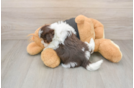 Akc Registered Havanese Baby
