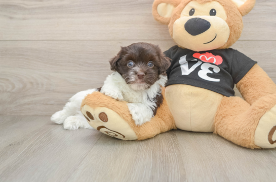 Akc Registered Havanese Purebred Pup