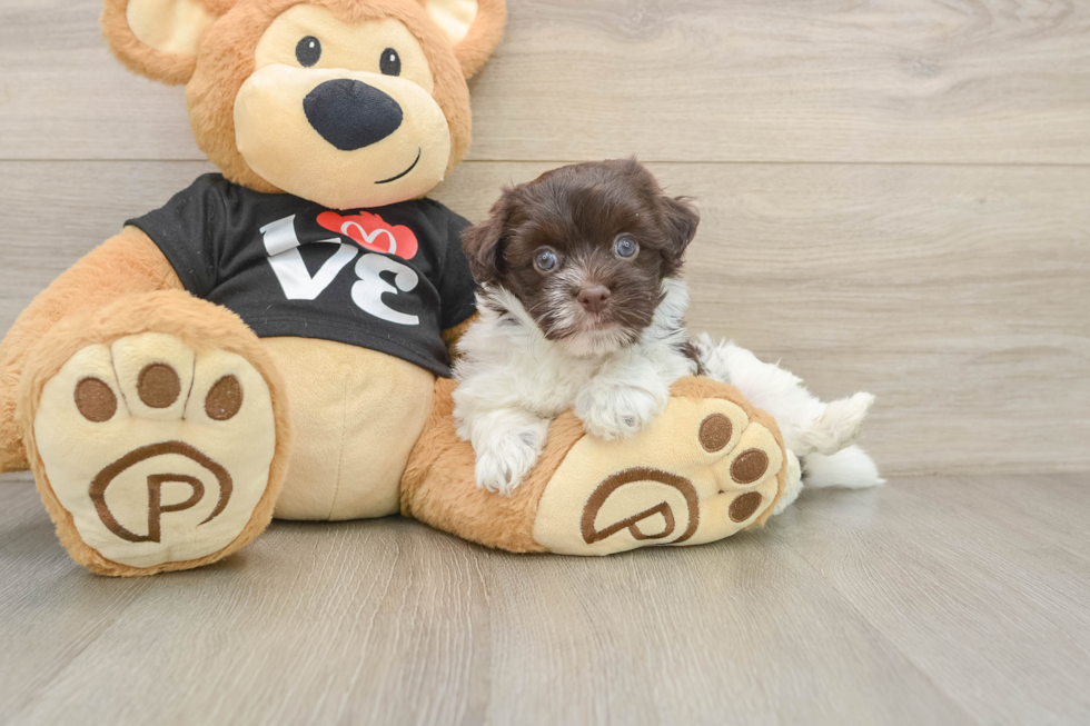 Best Havanese Baby