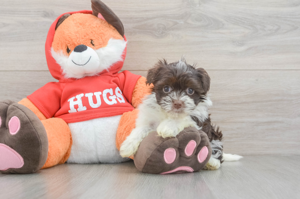 5 week old Havanese Puppy For Sale - Fairfield Furbabies