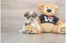 Havanese Pup Being Cute