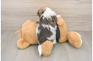 Havanese Pup Being Cute