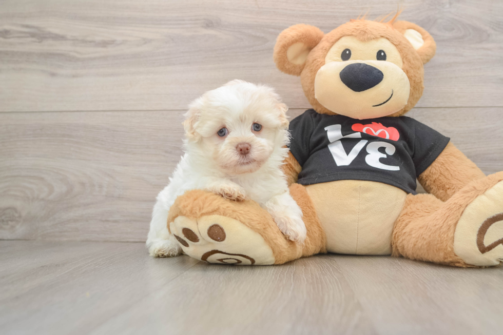 Havanese Pup Being Cute
