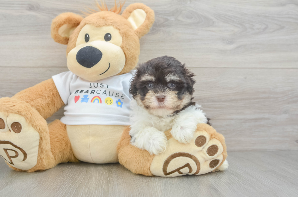8 week old Havanese Puppy For Sale - Fairfield Furbabies