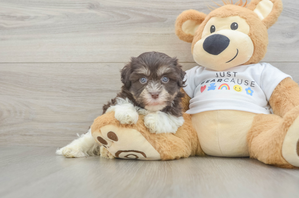 9 week old Havanese Puppy For Sale - Fairfield Furbabies