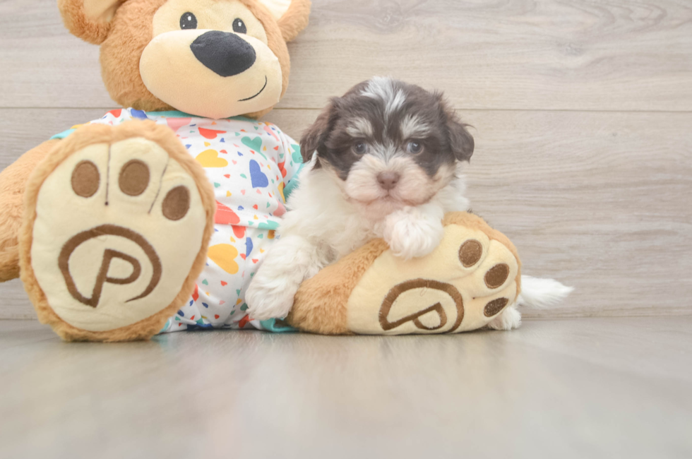 8 week old Havanese Puppy For Sale - Fairfield Furbabies