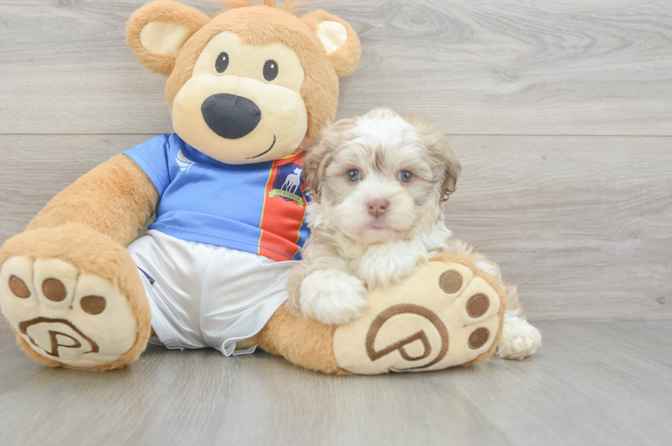 8 week old Havanese Puppy For Sale - Fairfield Furbabies
