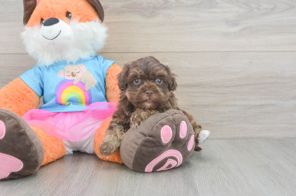 5 week old Havapoo Puppy For Sale - Fairfield Furbabies