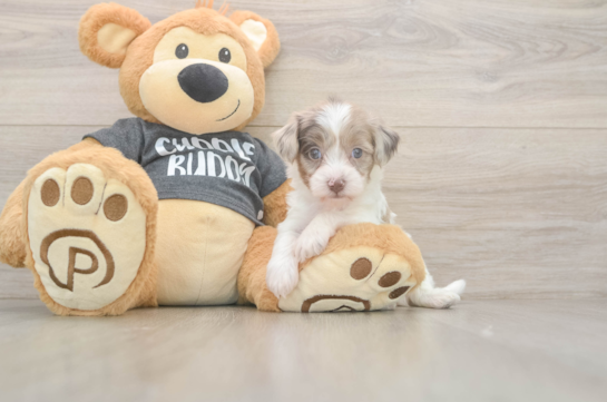 6 week old Havapoo Puppy For Sale - Fairfield Furbabies Playful Havadoodle Poodle Mix Puppy